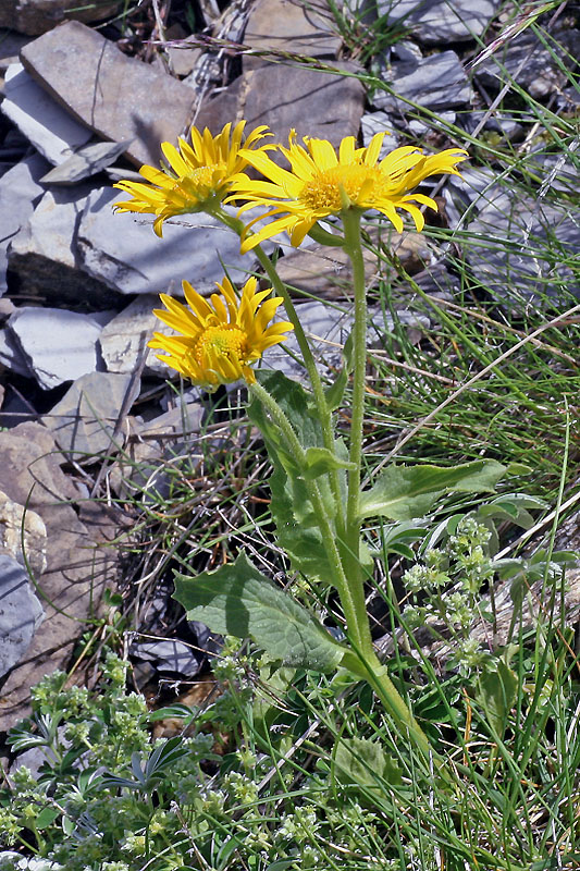 Doronicum grandiflorum / Doronico dei macereti